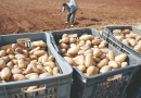 Nâama : Une production de plus de 178.000 quintaux de pomme de terre hors saison attendue