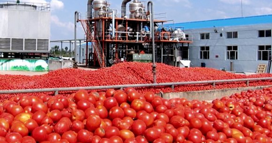 Tomate industrielle : Les producteurs plaident pour une hausse des prix de vente