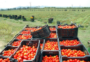 Agriculture : Cinq mesures pour endiguer la flambée des prix de la tomate