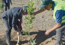 Vaste opération de reboisement à Oum El Bouaghi : 5 000 arbres pour renforcer le couvert végétal