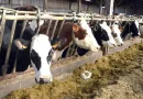 L’Algérie suspend l’importation de bovins en provenance de France