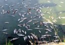 Barrage Guenfoudi à El-Tarf : Des centaines de poissons retrouvés morts