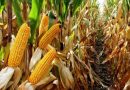 Cultures stratégiques : La DSA d’El-Oued mobilise les agriculteurs