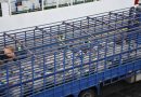 Disponibilité des moutons importés: Le ministère de l’Agriculture rassure