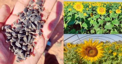 Ouverture de la saison agricole 2025-2026 à Annaba : Sous le signe des cultures stratégiques
