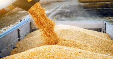 Le ministère de l’Agriculture annonce des importations massives : 1,15 million de tonnes de maïs pour sécuriser sa filière avicole