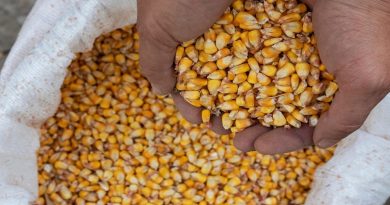 Cultures stratégiques à Khenchela : Une première expérience prometteuse pour le maïs grain