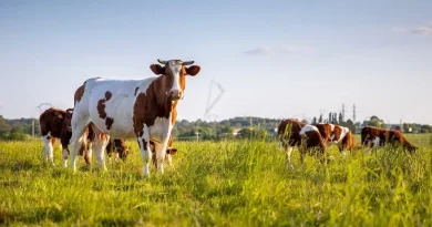 Annaba : Le foncier agricole alimente les tensions à El Kamkoum Annaba : Le foncier agricole alimente les tensions à El Kamkoum