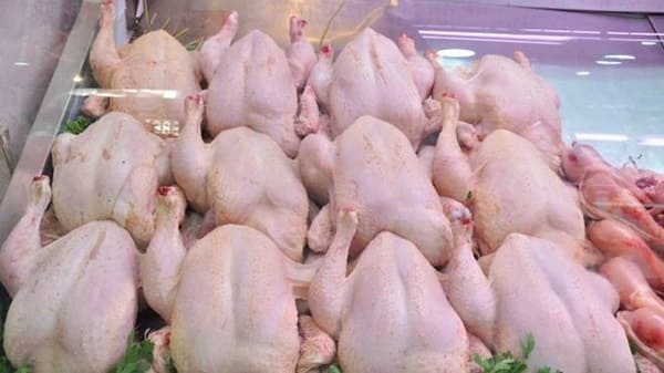 Poulet congelé à 330 DA le kilo : L&rsquo;ONAB injecte 2 000 tonnes sur le marché