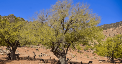 Biskra : 100.000 plants d&rsquo;arganier seront mis en terre d&rsquo;ici 2027