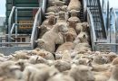 L’importation d’un million de moutons pour l&rsquo;Aïd sur la table du Gouvernement : Des accords sanitaires et commerciaux déjà conclus