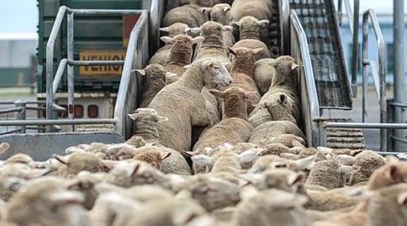 L’importation d’un million de moutons pour l&rsquo;Aïd sur la table du Gouvernement : Des accords sanitaires et commerciaux déjà conclus