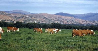 Valorisation du cheptel bovin local à Annaba : La vache « Cheurfa » à l’honneur Valorisation du cheptel bovin local à Annaba : La vache « Cheurfa » à l’honneur