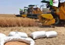 Récolte céréalière à El Tarf : Les agriculteurs demandent plus de moissonneuses-batteuses