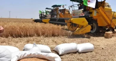 Céréaliculture : La saison de toutes les promesses