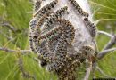 Face à l&rsquo;invasion de la chenille processionnaire à Jijel : La riposte s&rsquo;organise à El Ancer