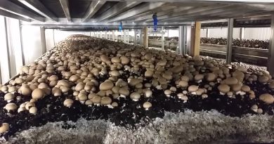 Jijel mise sur la myciculture : Une filière agricole d&rsquo;avenir en plein essor