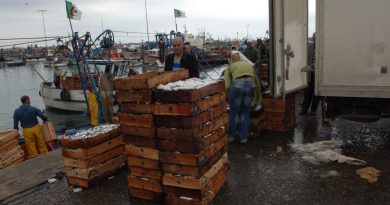 La filière halieutique en pleine croissance à Annaba : Cap sur une production de 10.000 tonnes en 2026