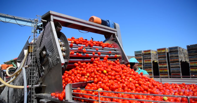 Développement de la filière tomate industrielle à Skikda : Un succès national porté par les plaines de Ben Azzouz