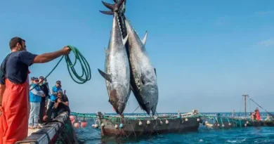 Campagne de pêche du thon rouge à Annaba : Un braconnage intense entre Chetaïbi et Cap de Fer
