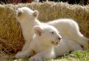 Naissance de cinq lionceaux de l&rsquo;espèce rare du lion blanc au parc zoologique et de loisirs « La Concorde civile » à Alger
