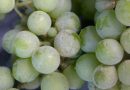 Jijel : Alerte sur les vignobles menacés par l’oïdium