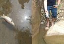Jijel : Catastrophe écologique dans l&rsquo;oued Kissir