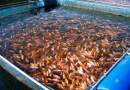 50 quintaux de tilapia rouge produits à Khenchela : La filière aquacole en plein essor