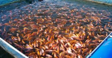50 quintaux de tilapia rouge produits à Khenchela : La filière aquacole en plein essor