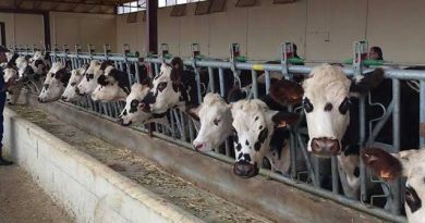 Avec es performances record : Guelma s’impose comme pôle agricole majeur