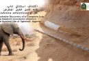Archéologie : À Tighenif, un trésor vieux d&rsquo;un million d&rsquo;années