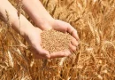 Les prévisions tablent sur une récole de 5 millions de tonnes de céréales : Une moisson historique !