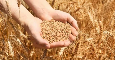Les prévisions tablent sur une récole de 5 millions de tonnes de céréales : Une moisson historique !
