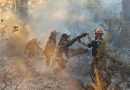 Les feux de forêt ravagent plusieurs wilayas du pays : Une mobilisation sur tous les fronts