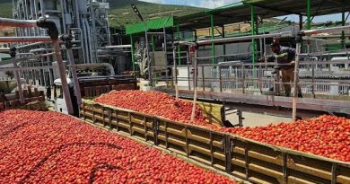 Skikda : La campagne de récolte de tomate industrielle bat son plein Skikda : La campagne de récolte de tomate industrielle bat son plein