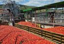 Tomate industrielle : Une filière asphyxiée par la canicule