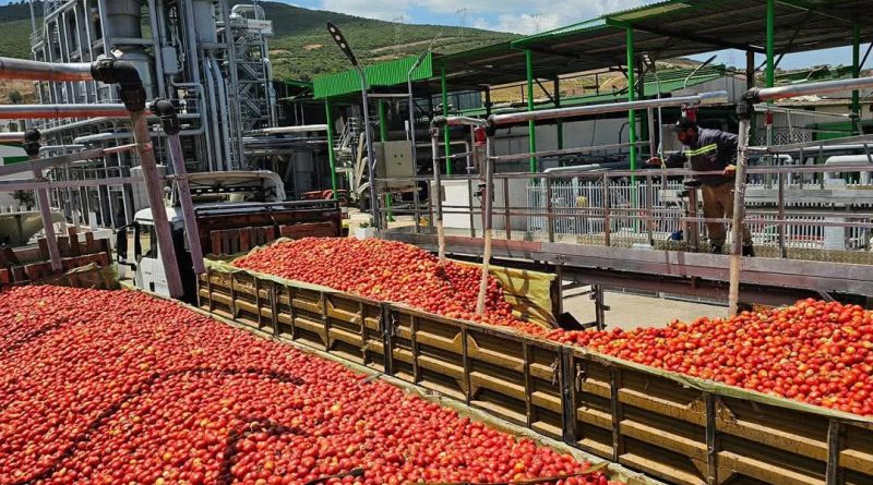 Tomate industrielle : Une filière asphyxiée par la canicule