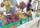 Salon national du raisin : Cap sur l’export