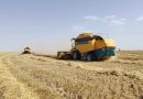 Annaba  : Une campagne céréalière par excellence