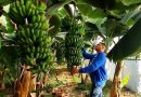 Développement de la filière banane à Jijel : Une commission ministérielle étudie les possibilités