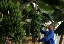 Face à la flambée des prix de la banane : Le pari de la production nationale prend racine à Jijel