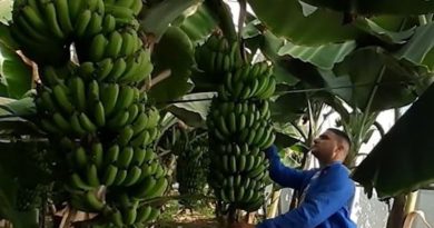 Face à la flambée des prix de la banane : Le pari de la production nationale prend racine à Jijel