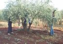 Béjaïa : Les spécialistes se penche sur la filière oléicole