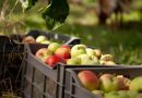 Récolte de la pomme à Khenchela : La filière maintient le cap malgré les aléas climatiques