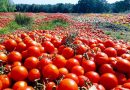 L&rsquo;Etat frappera d&rsquo;une main de fer quiconque oserait toucher aux vivres des Algériens 